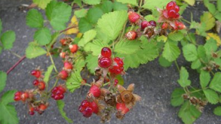 Thumbnail of post image 146