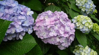 Thumbnail of post image 009