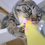 飼い猫の狩猟本能に火を付けたら 飼い猫の狩猟本能に火を付けたら