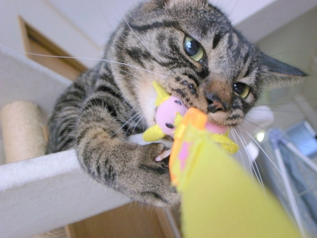 飼い猫の狩猟本能 飼い猫の狩猟本能