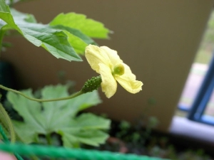 受粉させた雌花