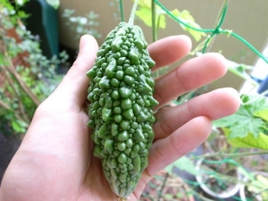 苗を植えて一ヶ月
