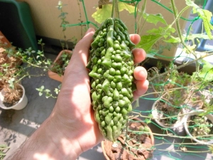 食べ頃