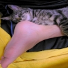 子猫と踵