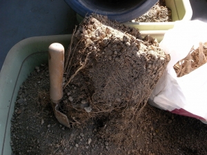 苦労して枯れた鉢植えの土を出すと根がびっしりと