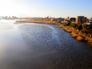 河口に近く、潮の干満に影響される