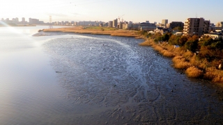 河口に近く、潮の干満に影響される