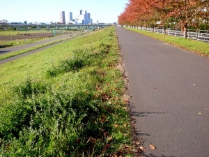 桜紅葉がみごと