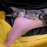 「猫」と「時間」のワンダーランド 「猫」と「時間」のワンダーランド