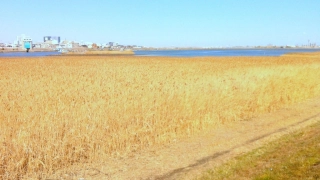 河口にちかい芦原は冬景色