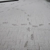 新雪の美しさは、子供の時分に感じたものと何ら変わらず