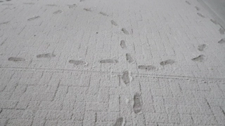新雪の美しさは、子供の時分に感じたものと何ら変わらず