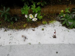 雪で濡れる心配をしなくていいのは気が楽だ、もう雪まみれなのだから