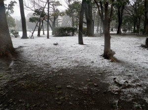 横を走り抜ける公園も装いをかえて