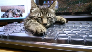 うちに来てまだ２週間ばかりの頃