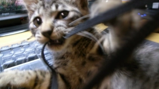 いたずら猫ケイン