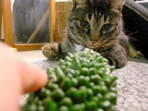 猫とゴーヤ