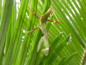 ソテツの葉に潜み、獲物を狙うカマキリ