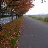 冬の桜並木、自転車で往復した