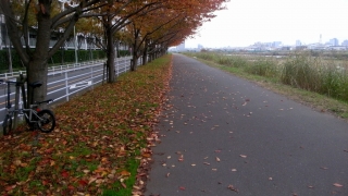 冬の桜並木、自転車で往復した