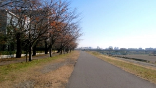 強風で桜の紅葉も吹き飛ばされた