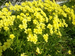 路傍で一際目をひいた黄色い花「オキザリス」