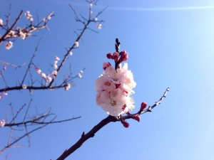 気の早い桜が咲いていた