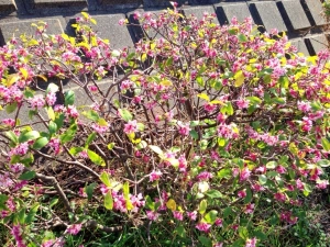 沈丁花