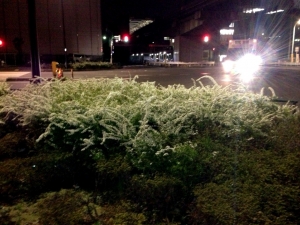 夜道に浮かぶ白い花