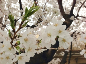 桜咲く２