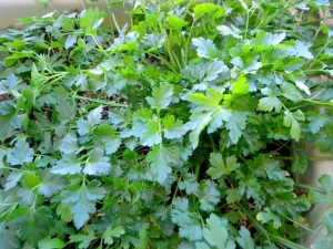 たっぷりイタリアンパセリのパスタ Run To Be Sober