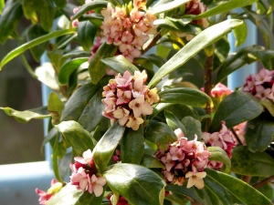 沈丁花の鉢植え