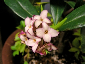 沈丁花の香りは屋外でかぐもの