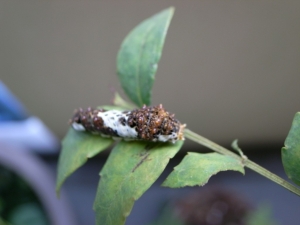 サンショの葉で育つアゲハの幼虫