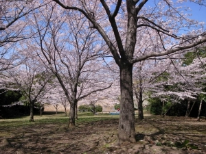 お花見の隠れスポットでもある