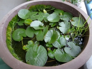 睡蓮鉢1