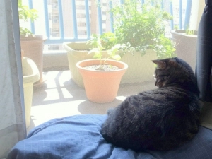 ベランダをながめてまどろむ猫