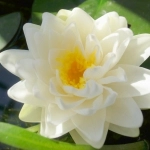 【ベランダ百景】睡蓮が咲いたり、バジルを植えたり、シソを植えたり