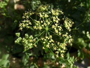 二年目のイタリアンパセリの花