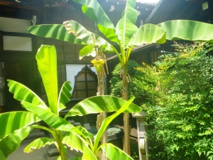 芭蕉の木