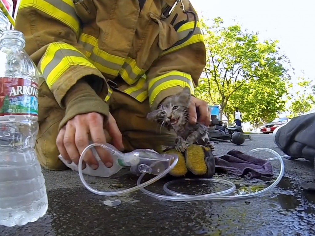 Fireman Saves Kitten