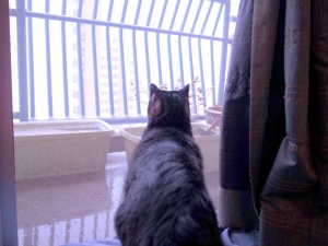 雪見猫