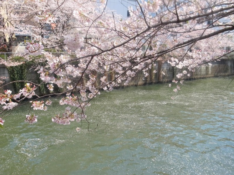 目黒川で花見３