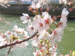 目黒川で花見５