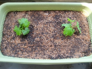 プランターに植え付け