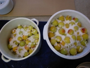 梅漬け２