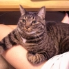 当たり前のように膝にのる猫