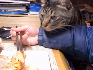 鮭ハラミに興味津々の猫