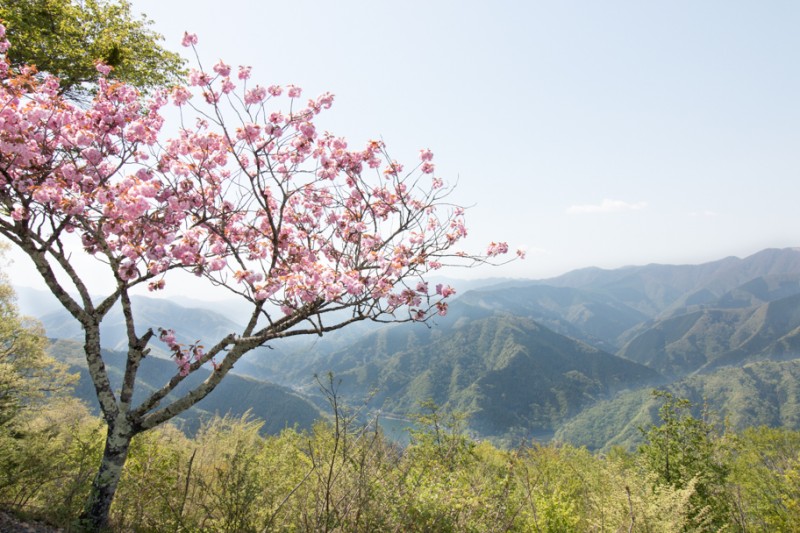 山桜と奥多摩の山並み