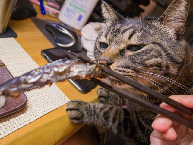 秋刀魚の塩焼きと猫